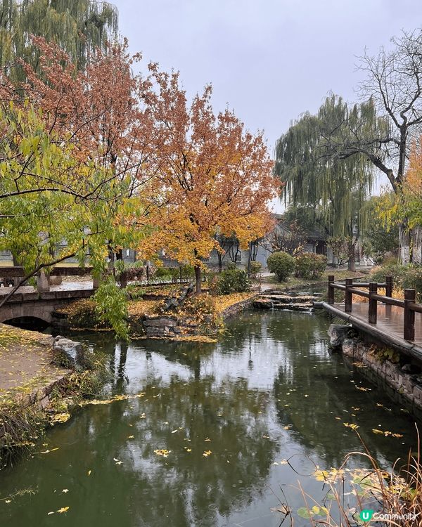 北京上星期銀杏樹已經很漂亮了，去了天壇公園，一條銀杏路真的很...