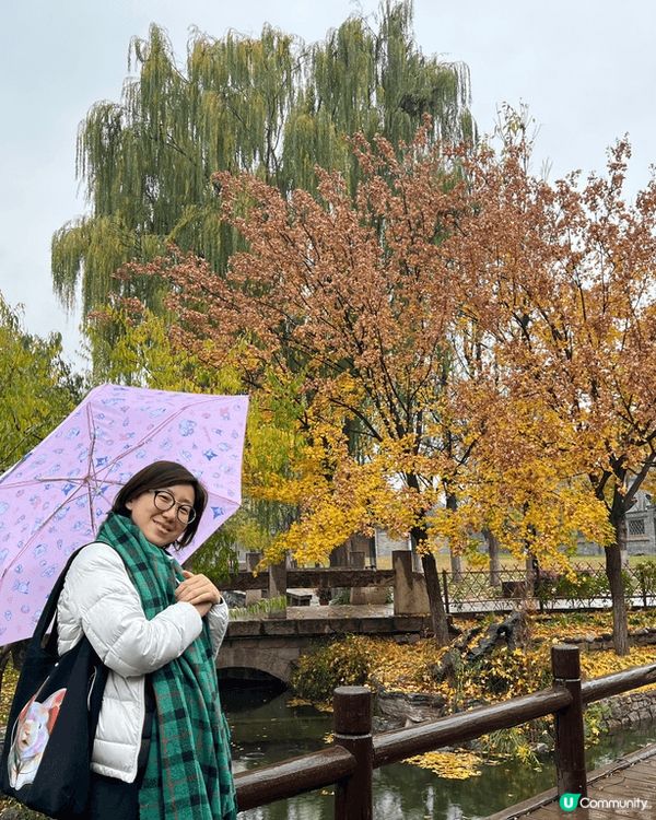 北京上星期銀杏樹已經很漂亮了，去了天壇公園，一條銀杏路真的很...