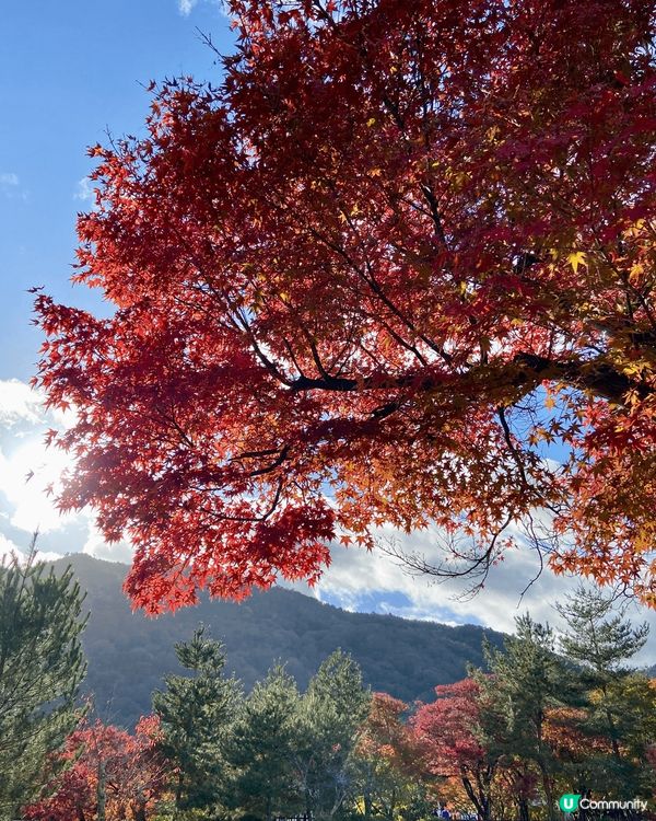 十一月尾的日本嵐山天龍寺欣賞楓葉，好多人穿和服在內拍照，園內...