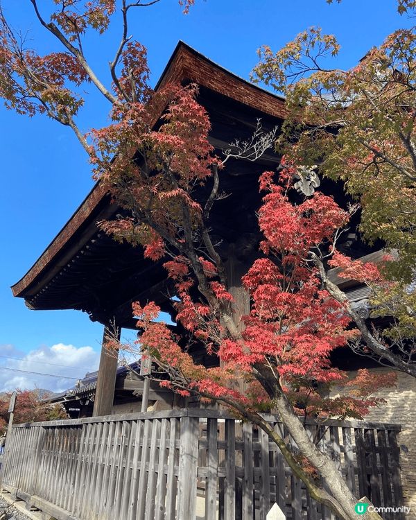 十一月尾的日本嵐山天龍寺欣賞楓葉，好多人穿和服在內拍照，園內...