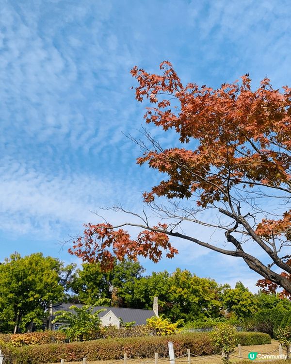 秋天的首爾，到處都有紅葉和銀杏，充滿浪漫的氣氛