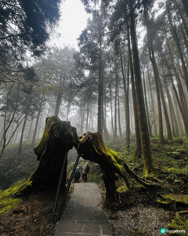 台灣阿里山風景怡人，推薦行百年樟木林及姊妹潭，舒緩壓力，身心...