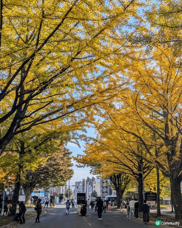 日本北海道札幌紅葉及銀杏打卡熱點