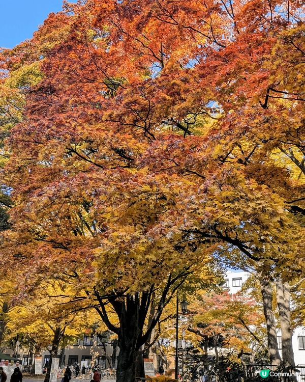 日本北海道札幌紅葉及銀杏打卡熱點