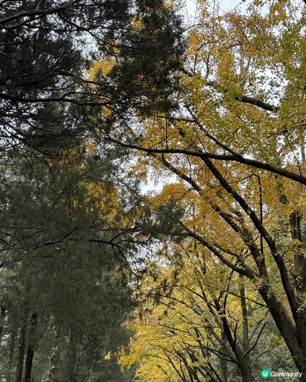 南京行，漫雨晨遊中山陵，淺嚐當造大閘蟹，當然不能錯過小籠包和...