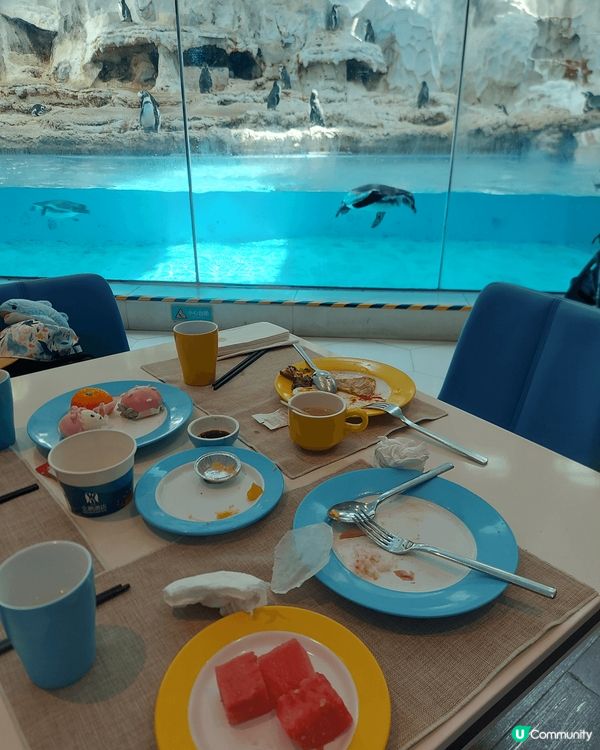 第一次可以一邊食自助餐，一邊睇住企鵝，個感覺好神奇，珠海長隆...