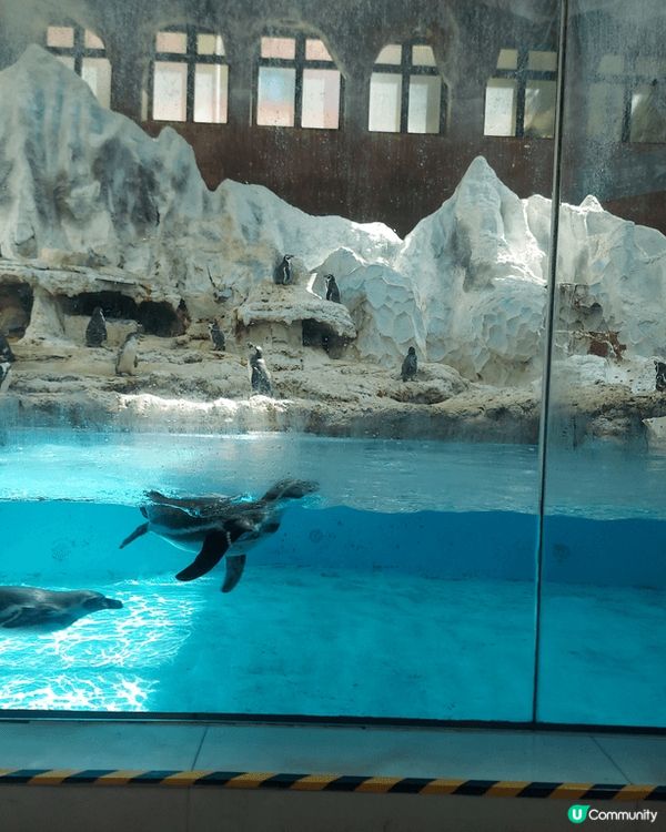 第一次可以一邊食自助餐，一邊睇住企鵝，個感覺好神奇，珠海長隆...