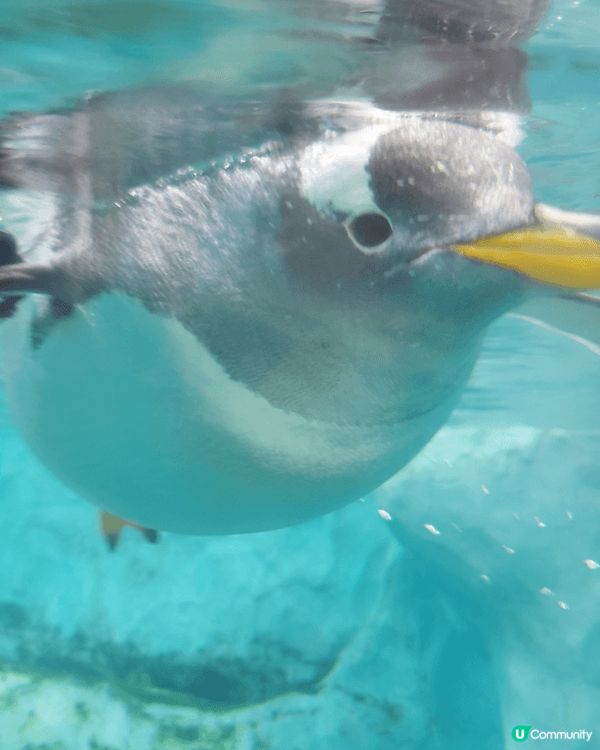 第一次可以一邊食自助餐，一邊睇住企鵝，個感覺好神奇，珠海長隆...