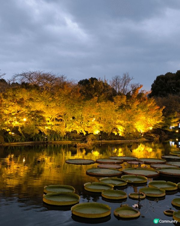 日本中部之旅，除了觀想到紅葉，在新高穗竟然看到樹冰，在2.2...