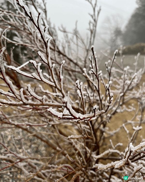 日本中部之旅，除了觀想到紅葉，在新高穗竟然看到樹冰，在2.2...