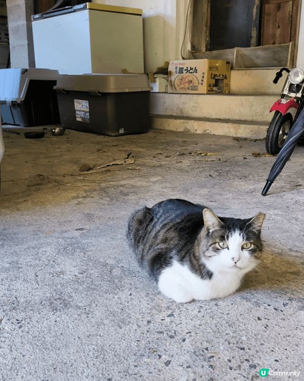 日本中部之旅，除了觀想到紅葉，在新高穗竟然看到樹冰，在2.2...