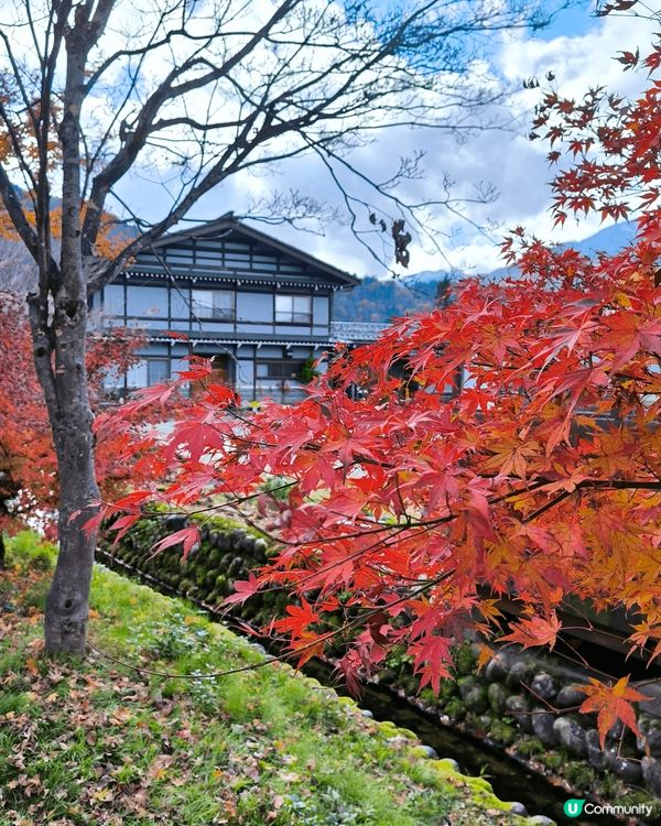 日本中部之旅，除了觀想到紅葉，在新高穗竟然看到樹冰，在2.2...