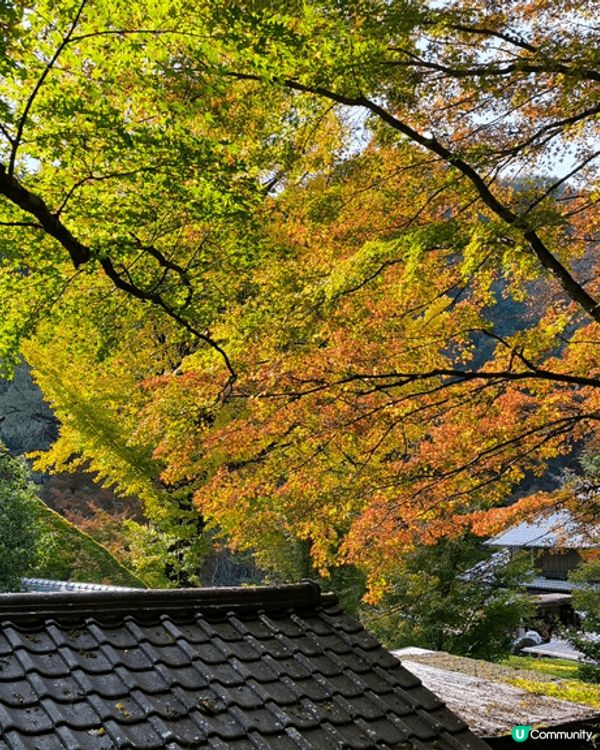 日本中部之旅，除了觀想到紅葉，在新高穗竟然看到樹冰，在2.2...