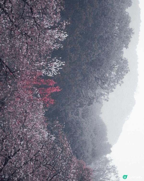 櫻花季的日本最漂亮了！福岡櫻花行好棒棒！