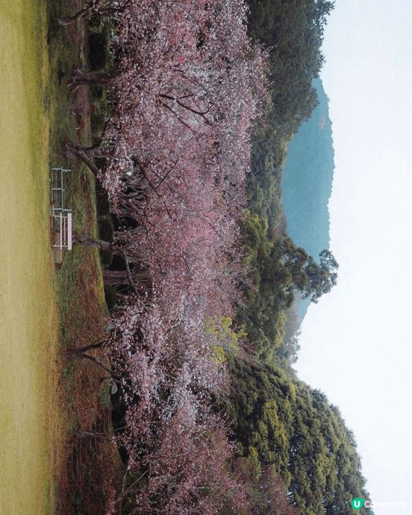 櫻花季的日本最漂亮了！福岡櫻花行好棒棒！