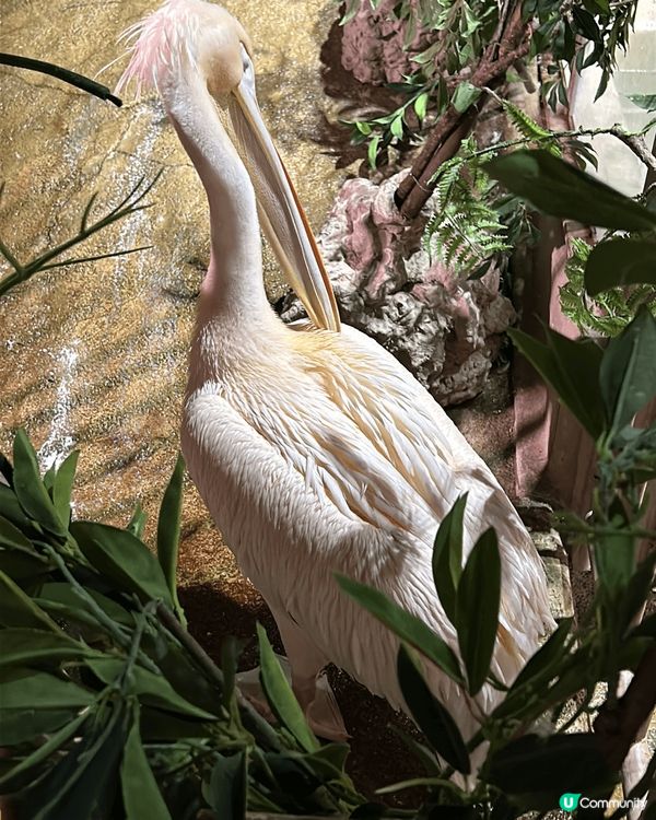 沖繩「DMM Kariyushi 水族館」靚到好似藝術館咁，...