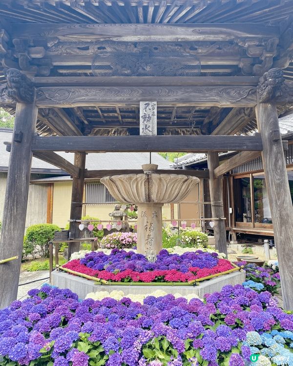 去日本睇繡球花有唔少嘅選擇，今次我就去左係大阪嘅三室戶寺，入...