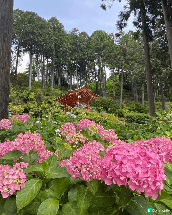 去日本睇繡球花有唔少嘅選擇，今次我就去左係大阪嘅三室戶寺，入...