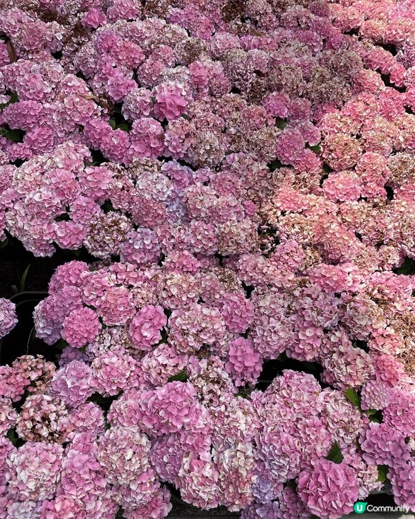 去日本睇繡球花有唔少嘅選擇，今次我就去左係大阪嘅三室戶寺，入...