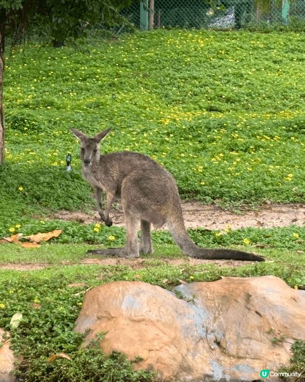越南 da nang 珍珠島樂園 vin wonders 動...