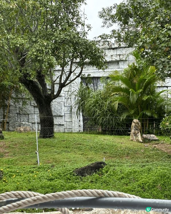 越南 da nang 珍珠島樂園 vin wonders 動...