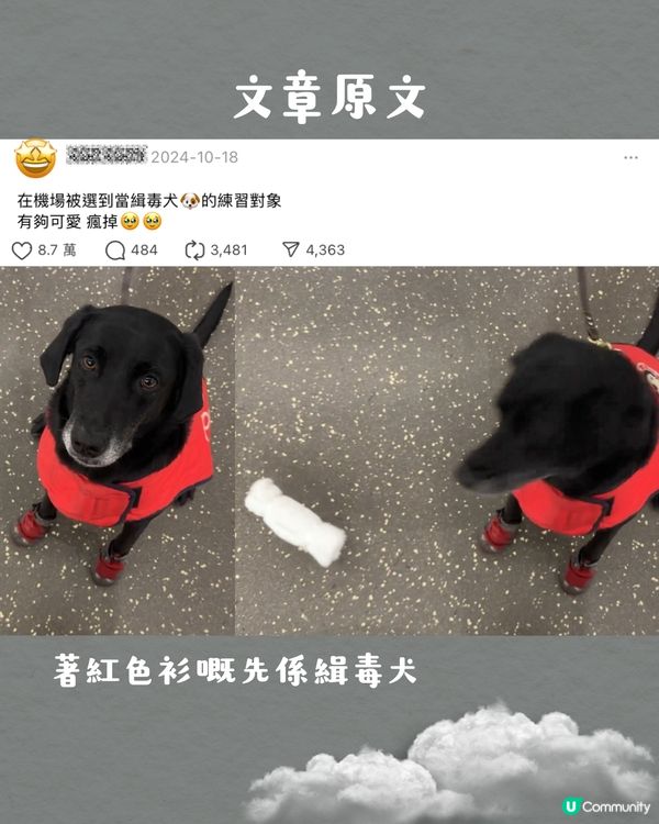 被選中做緝毒犬訓練對象⁉️ 超特別旅行體驗😍網民：日本都遇過‼️✈️