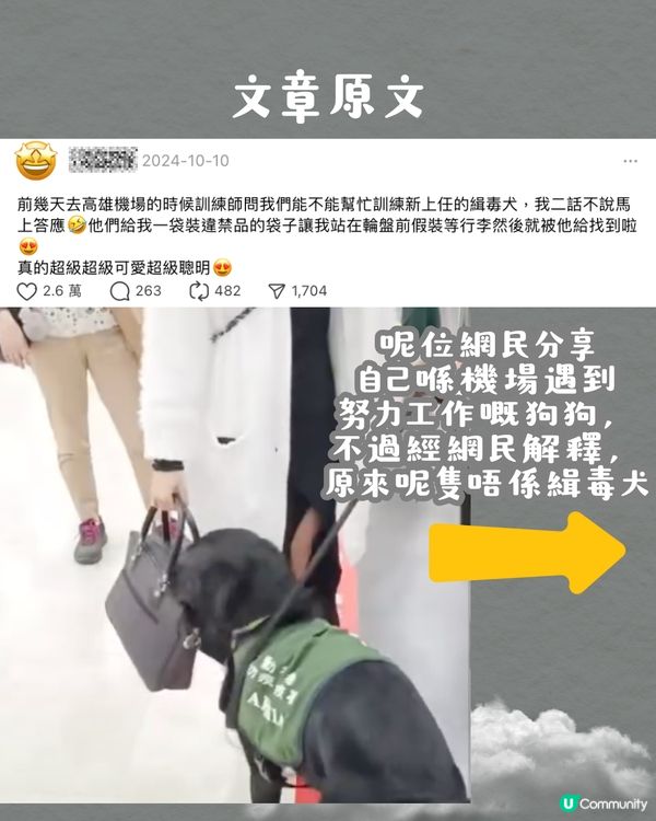 被選中做緝毒犬訓練對象⁉️ 超特別旅行體驗😍網民：日本都遇過‼️✈️