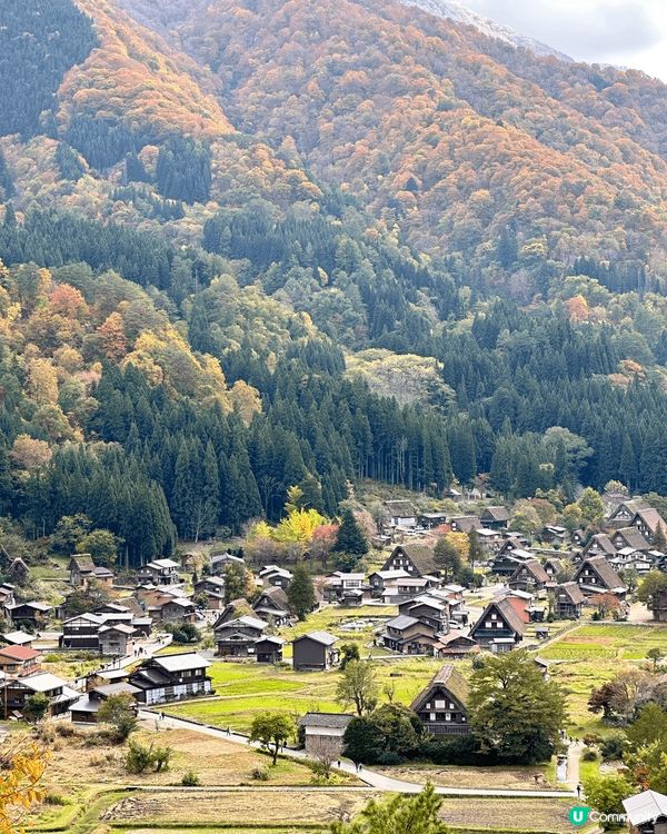 今次帶埋兔兔一齊去日本賞楓之旅