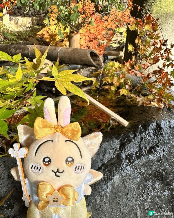 今次帶埋兔兔一齊去日本賞楓之旅