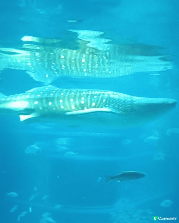 大阪海遊館-好適合一家大細去參觀遊覽，有各式各樣嘅海洋生物，...