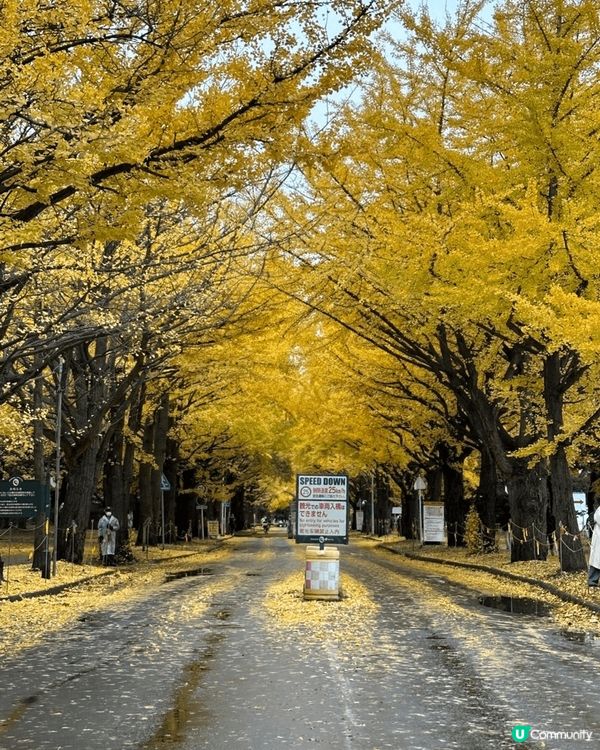 去北海道旅行，風景如畫、食物款式多，解壓一流！
