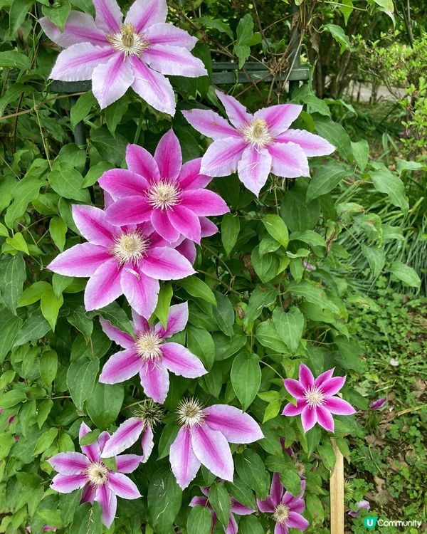 日本富士山的環境，真係超靚