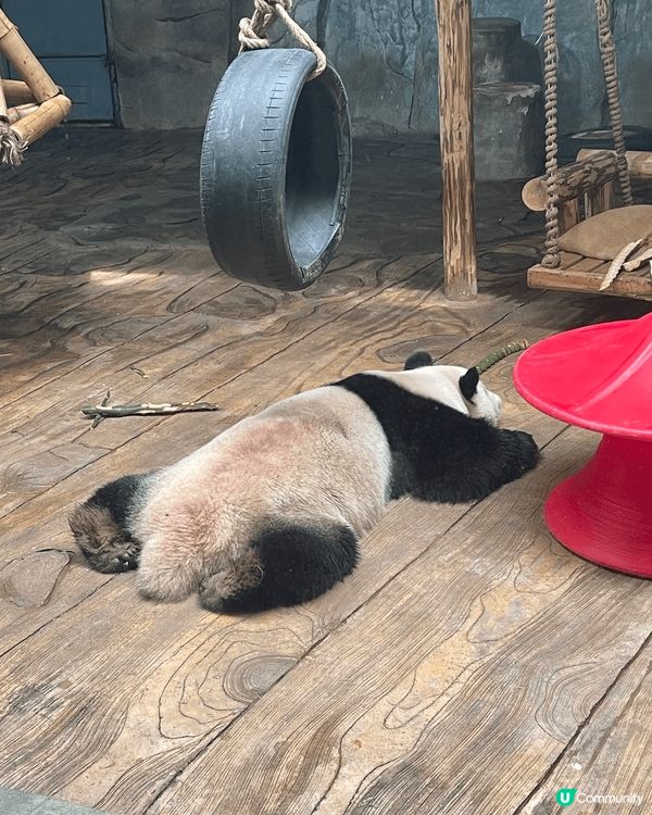 動物園的環境很大,很舒服,而且可以在動物園搭火車周圍逛逛,而...