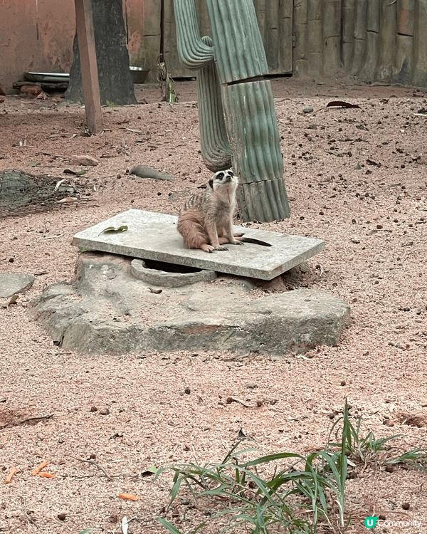 動物園的環境很大,很舒服,而且可以在動物園搭火車周圍逛逛,而...