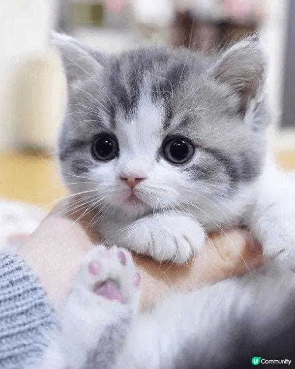 動物園的環境很大,很舒服,而且可以在動物園搭火車周圍逛逛,而...