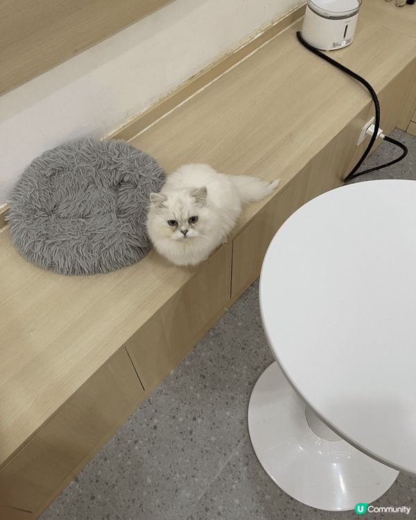 動物園的環境很大,很舒服,而且可以在動物園搭火車周圍逛逛,而...