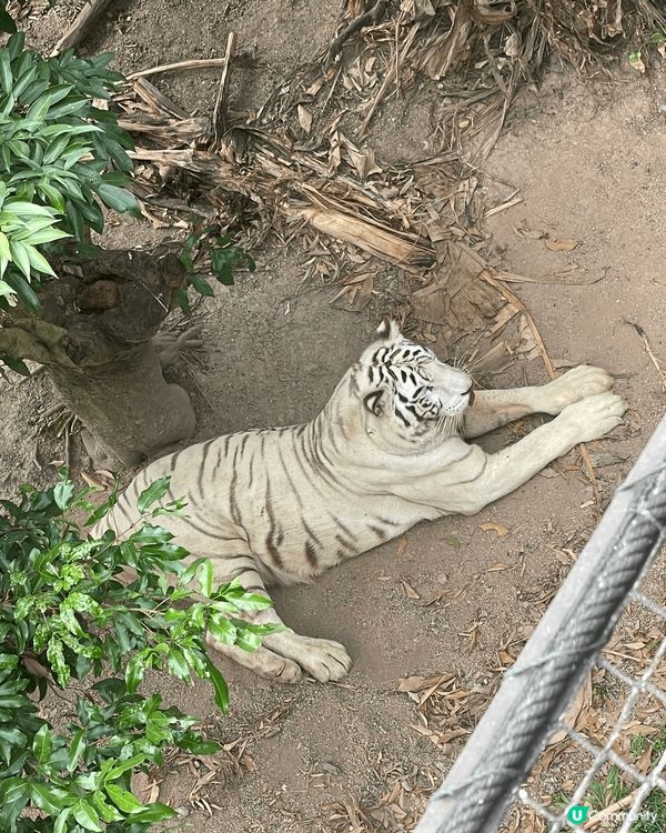 動物園的環境很大,很舒服,而且可以在動物園搭火車周圍逛逛,而...