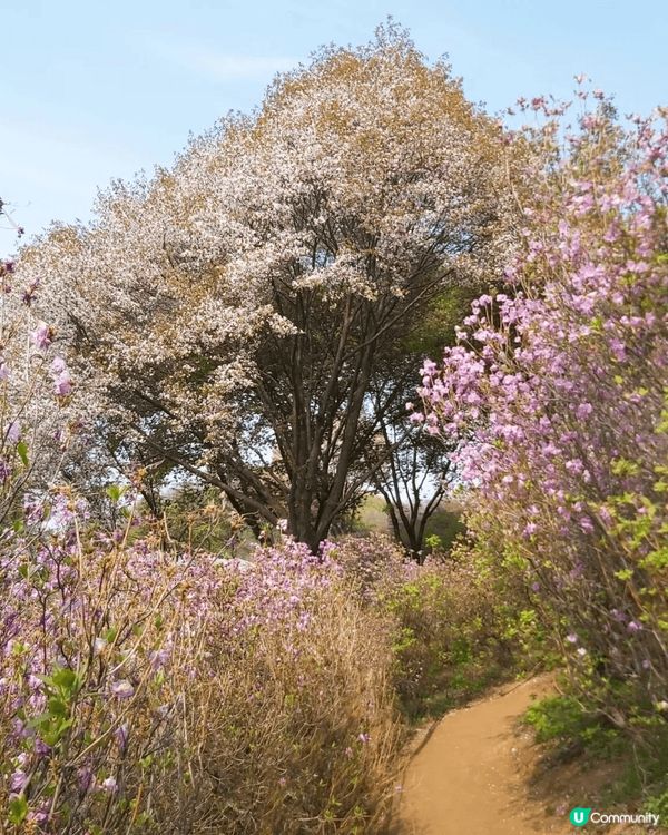 4月份的首爾，有杜鵑花又櫻花又有鬱金香，非常適合打卡，風景勁...