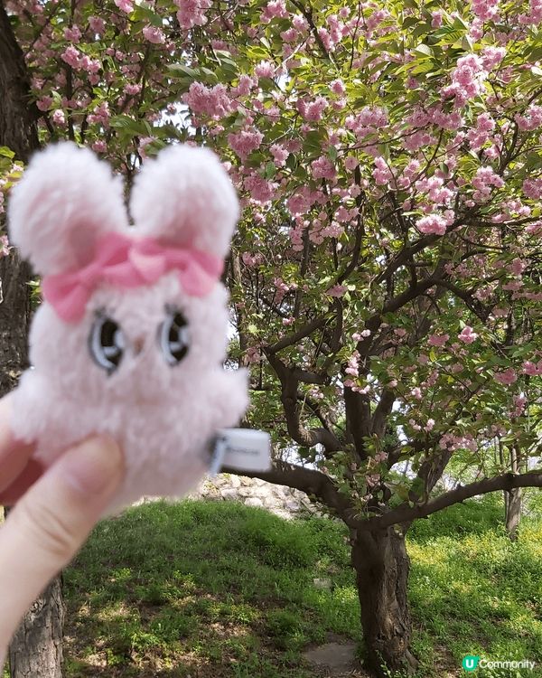 4月份的首爾，有杜鵑花又櫻花又有鬱金香，非常適合打卡，風景勁...