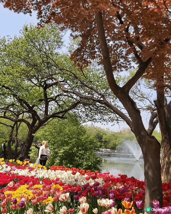 4月份的首爾，有杜鵑花又櫻花又有鬱金香，非常適合打卡，風景勁...
