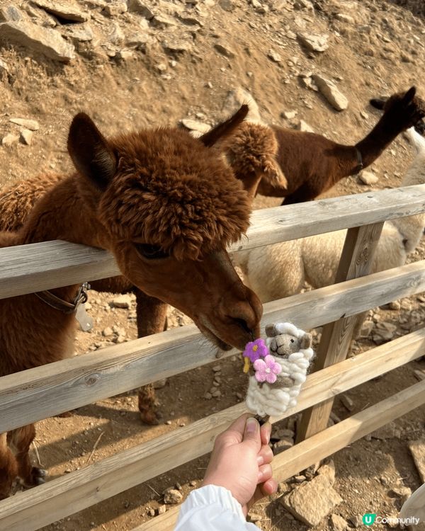 韓國AlpacaWorld 羊駝世界 有成70-80隻