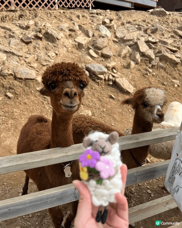 韓國AlpacaWorld 羊駝世界 有成70-80隻