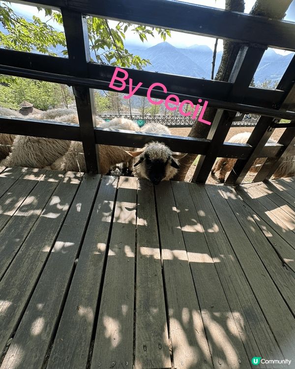 到台灣清境農場好治癒，有好可愛為食的綿羊追住你要食物，又有不...