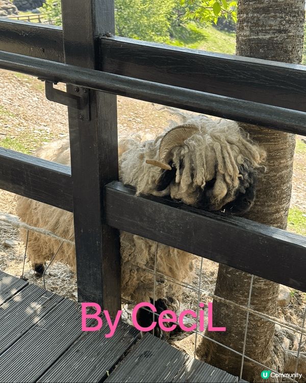 到台灣清境農場好治癒，有好可愛為食的綿羊追住你要食物，又有不...