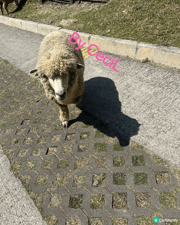 到台灣清境農場好治癒，有好可愛為食的綿羊追住你要食物，又有不...