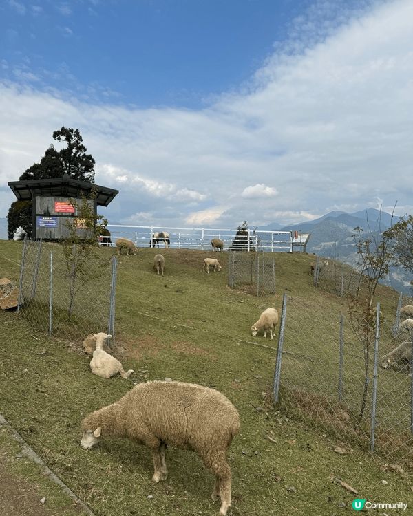 台灣的獨遊之旅，去了很多風景漂亮的地方，了解了很多台灣文化。...
