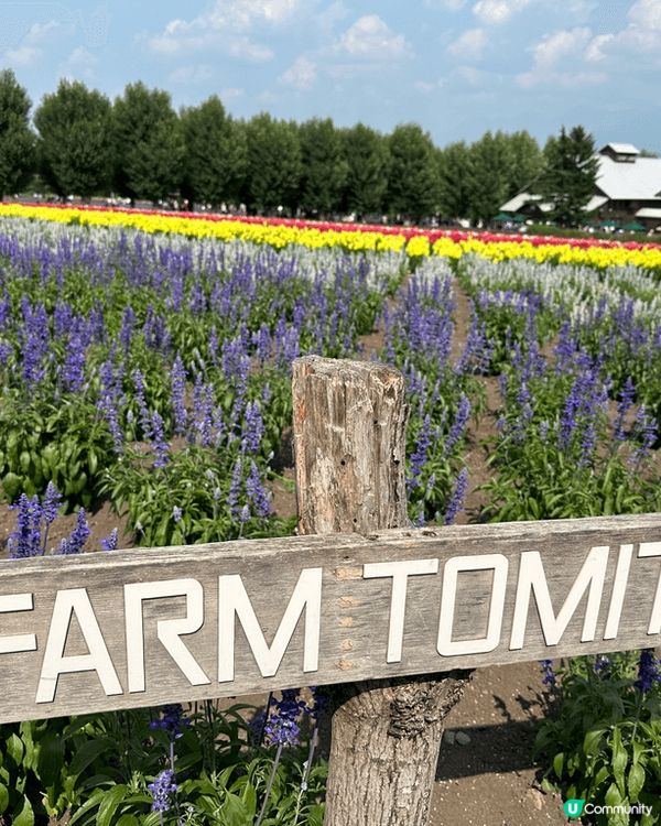 美食介紹， 去到北海道日本必吃夕張蜜瓜