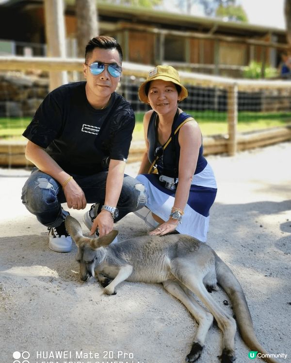 澳洲參觀動物園, 與袋鼠合照, 土耳其欣賞壯觀氫氣球星空與日...