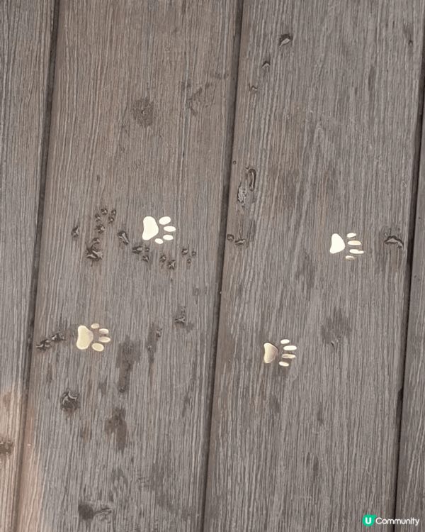 丁滿(狐獴)  真係好得意