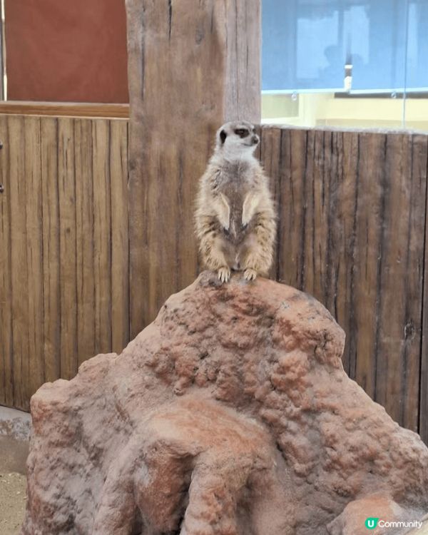 丁滿(狐獴)  真係好得意